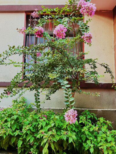 風景|王后雄精品補習學校校園景色一覽